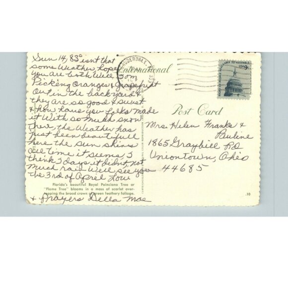 Postcard 1970s Royal Poinciana Tree Flame Blooming Fort Lauderdale Florida's - Picture 2 of 2